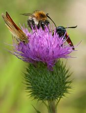 Drei-Insekten-auf-Lanzettkratzdistel.JPG